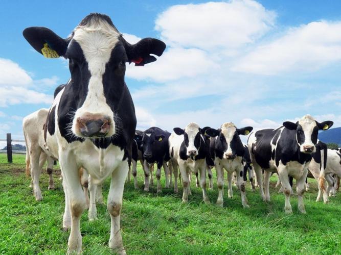 觀光農業——休閒牧場