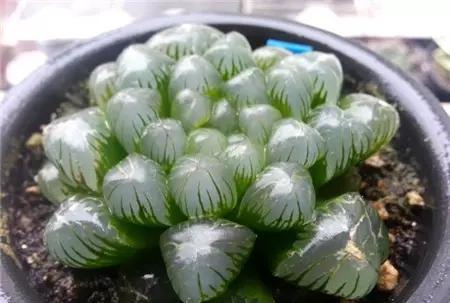 不用日照的多肉植物